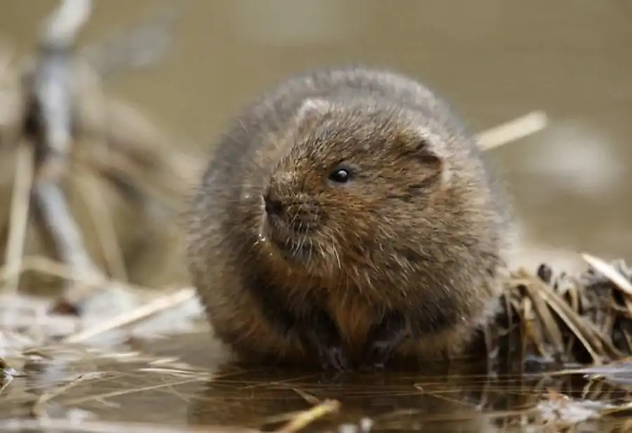 Адаптация кератофилов к периодам массового размножения водяной крысы Адаптация кератофилов к периодам массового размножения водяной крысы