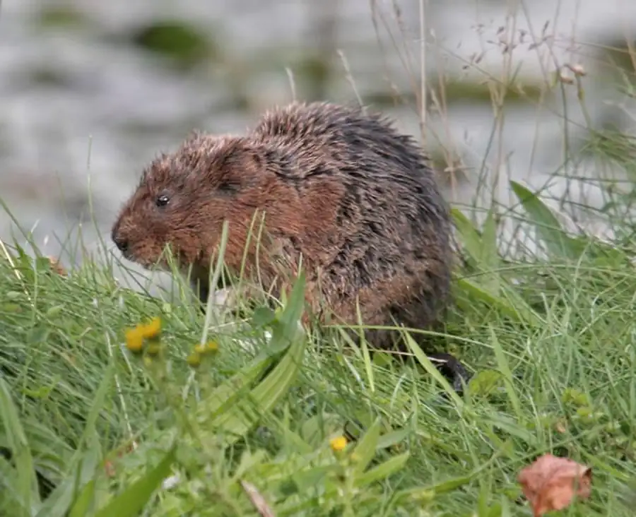 Литература по дерматомикозам мелких млекопитающих Литература по дерматомикозам мелких млекопитающих