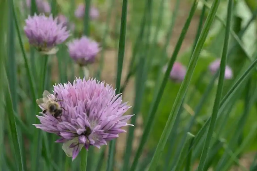 Биотопическая приуроченность элементарных очагов Биотопическая приуроченность элементарных очагов