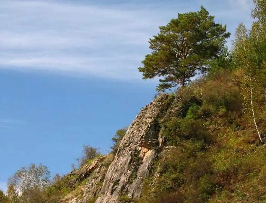 Анализ фауны грызунов Новосибирской области Анализ фауны грызунов Новосибирской области