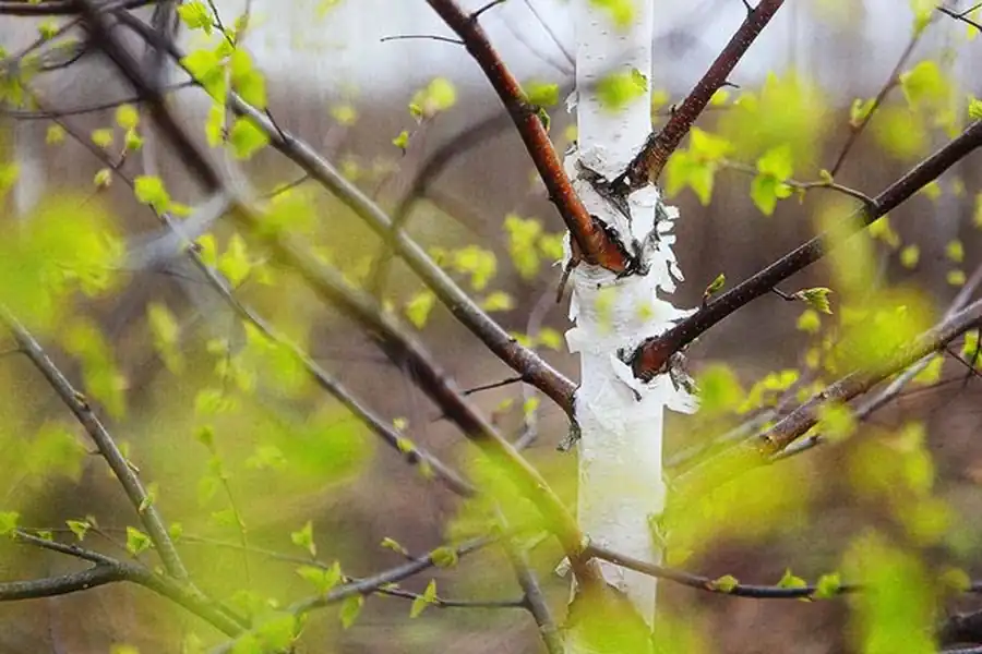 Ареал Обыкновенной лесной мыши и мыши-малютки Ареал Обыкновенной лесной мыши и мыши-малютки