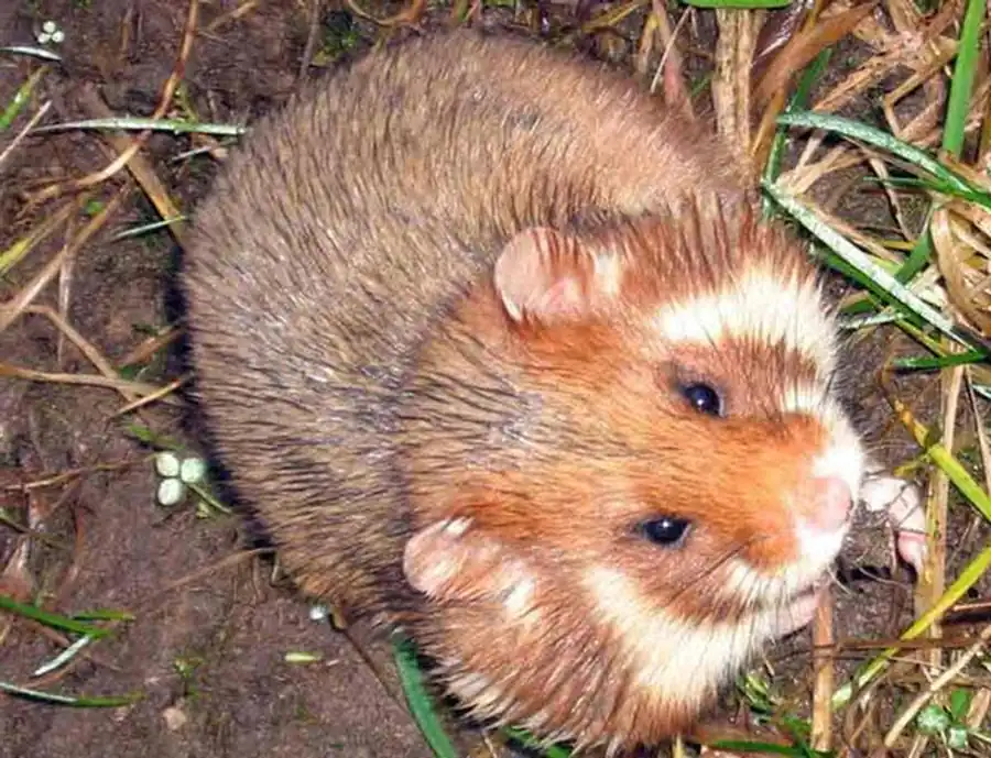 Распространение обыкновенного хомяка Распространение обыкновенного хомяка