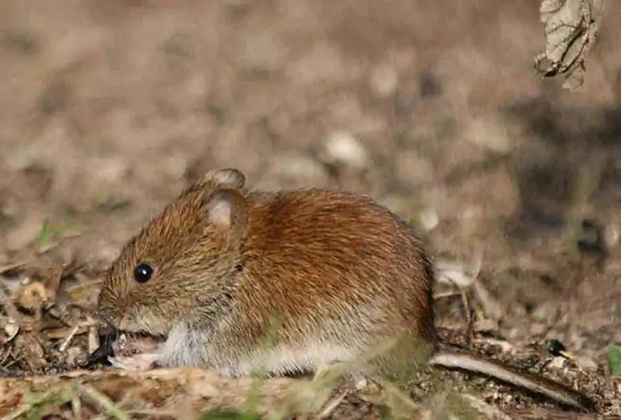 Ареал рыжей полевки Ареал рыжей полевки