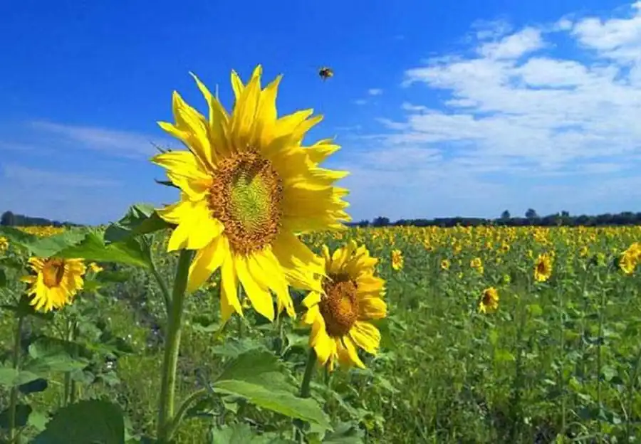 Ландшафтная типизация очагов Ландшафтная типизация очагов