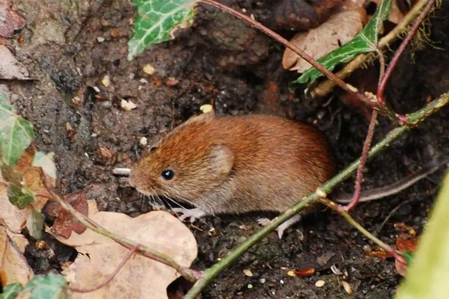 Распространение рыжей и красно-серой полевок Распространение рыжей и красно-серой полевок