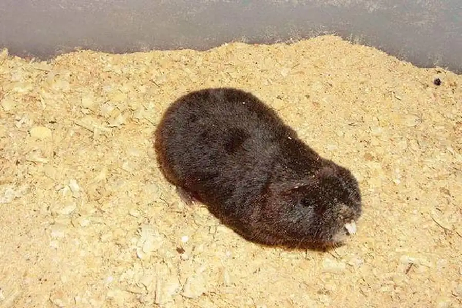 Ареалы обыкновенного слепушонка, лесного лемминга и степной пеструшки Ареалы обыкновенного слепушонка, лесного лемминга и степной пеструшки