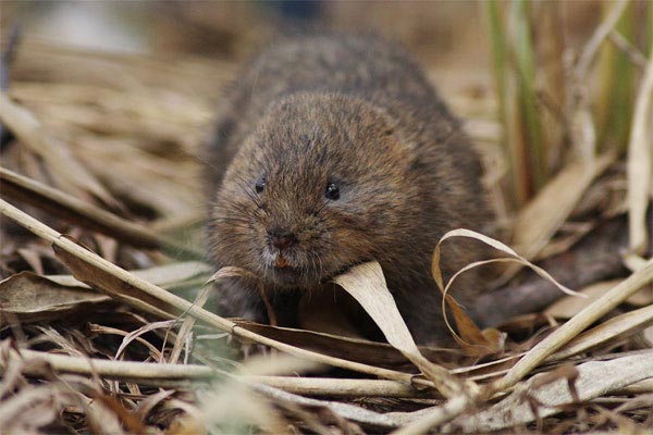 Ареалы водяной крысы и узкочерепной полевки