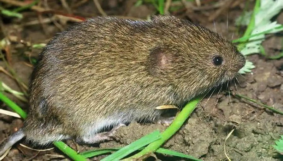 Ареал обыкновенной и темной полевок Ареал обыкновенной и темной полевок