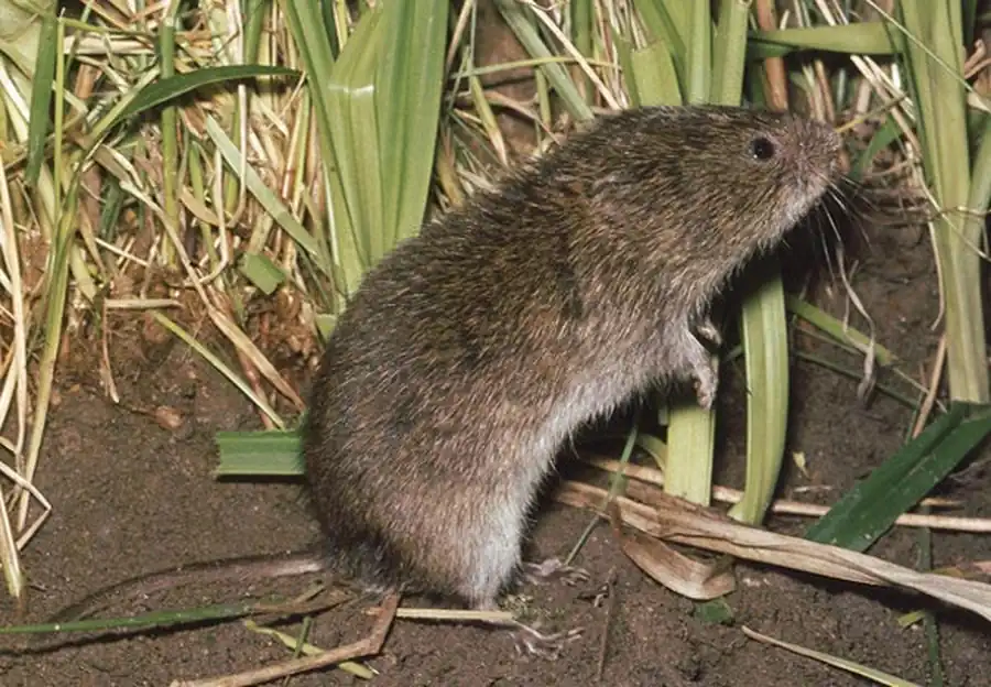 Ареал полевки-экономки Ареал полевки-экономки