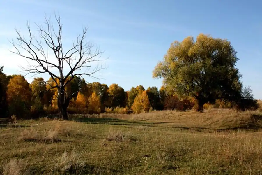 Грызуны подзоны березово-осиновых лесов Грызуны подзоны березово-осиновых лесов