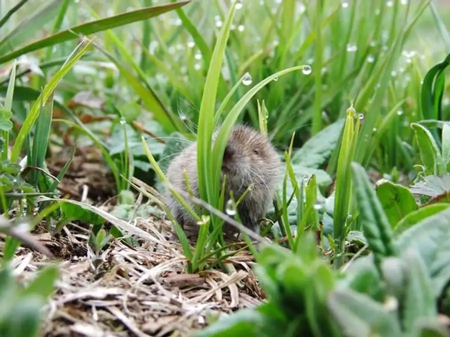 Грызуны Северо-Кулундинской и приобской возвышенно-равнинной лесостепи Грызуны Северо-Кулундинской и приобской возвышенно-равнинной лесостепи