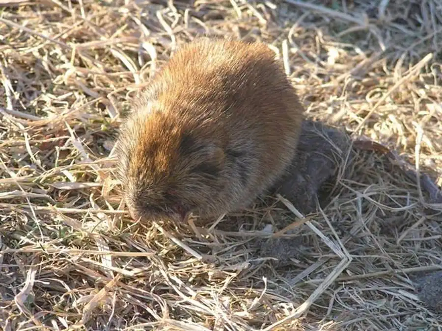 Грызуны Колыванской поймы и Каменско-Сузунской Оби