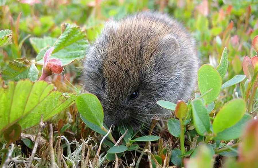Грызуны островных боров Грызуны островных боров