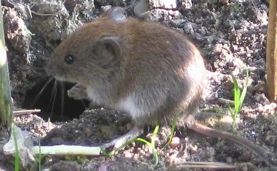Грызуны присалаирской предгорной лесостепи, предгорий Салаира и черневой тайги Салаирского кряжа Грызуны присалаирской предгорной лесостепи, предгорий Салаира и черневой тайги Салаирского кряжа