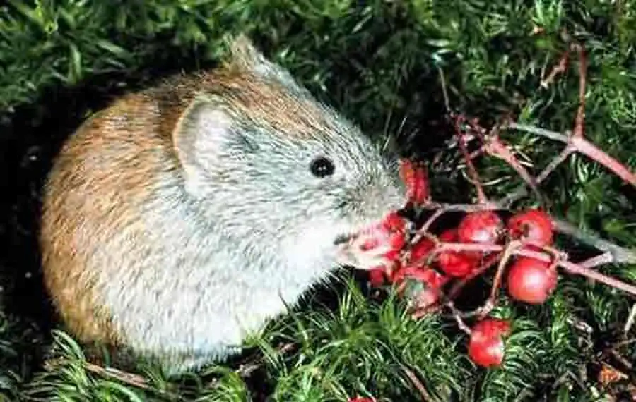 Литература по ландшафтным комплексам грызунов Литература по ландшафтным комплексам грызунов