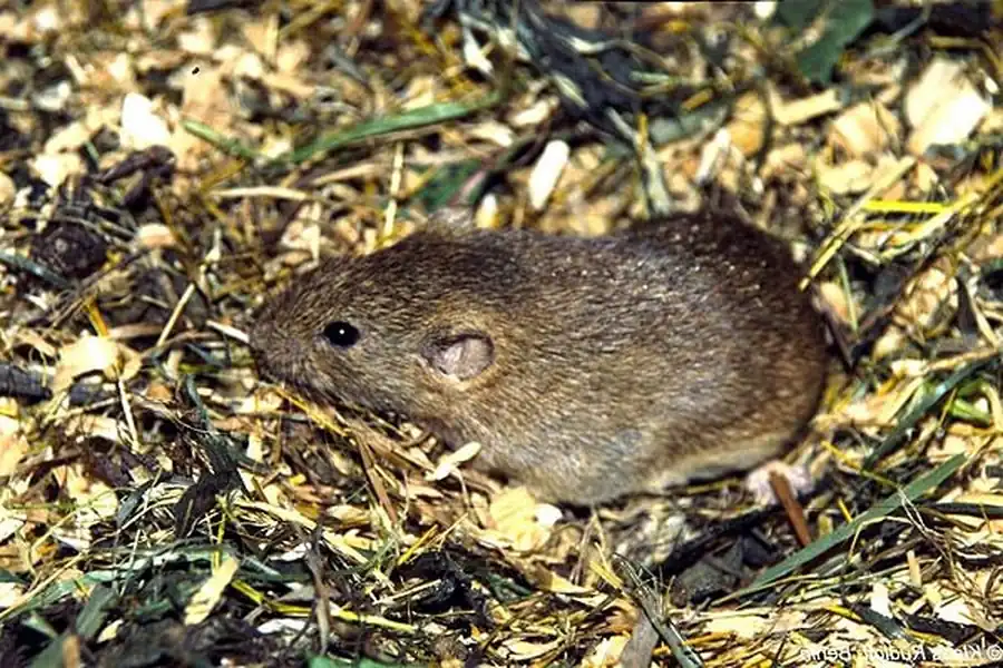 Литература по ландшафтным комплексам грызунов. Часть 2 Литература по ландшафтным комплексам грызунов. Часть 2