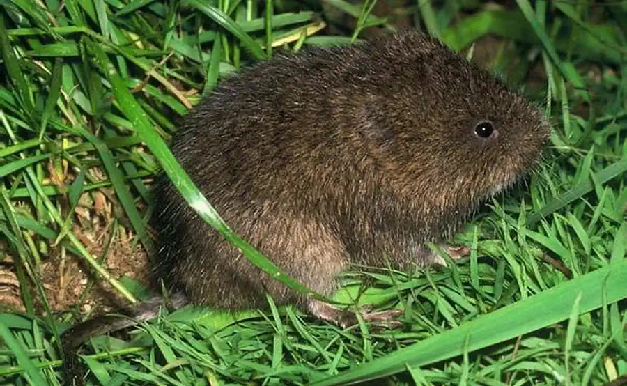 Литература по ландшафтным комплексам грызунов. Часть 3 Литература по ландшафтным комплексам грызунов. Часть 3