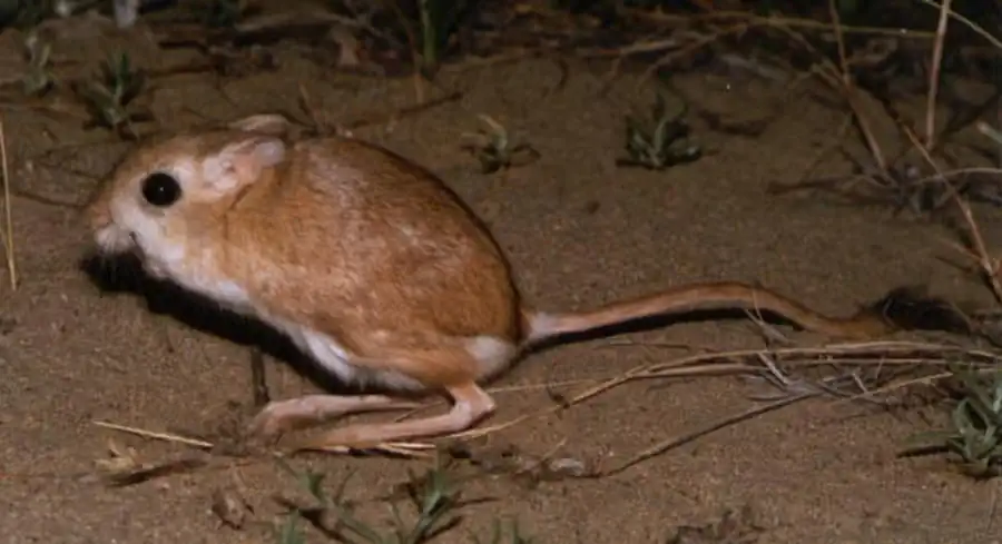 Распространение большого тушканчика Распространение большого тушканчика