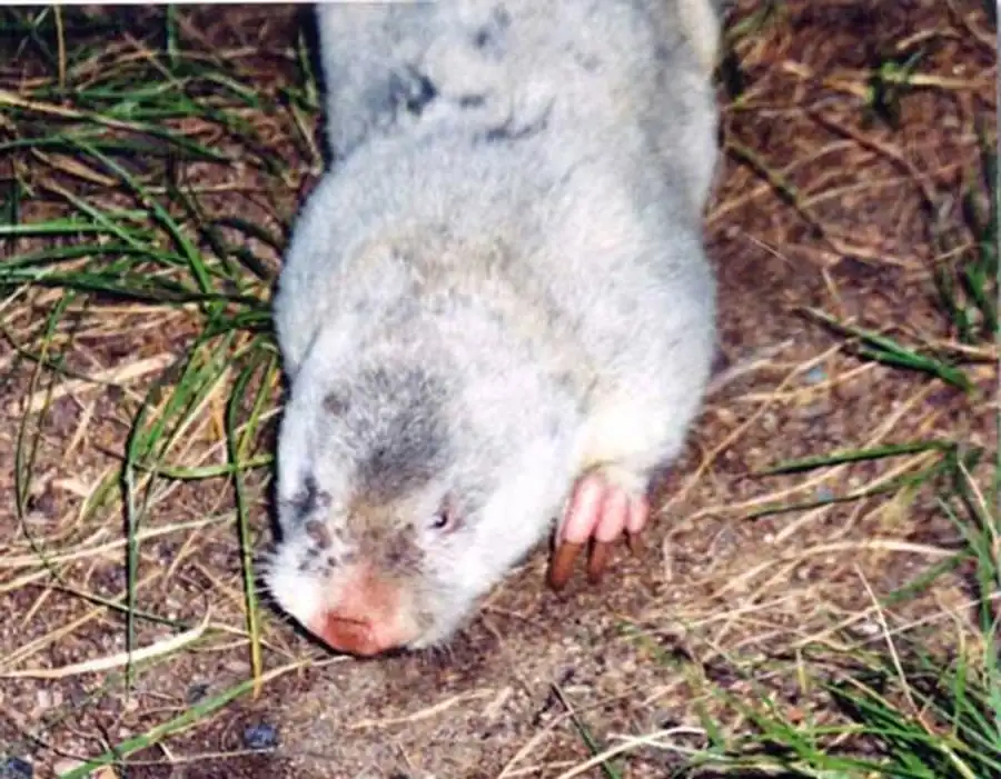 Распространение алтайского цокора Распространение алтайского цокора