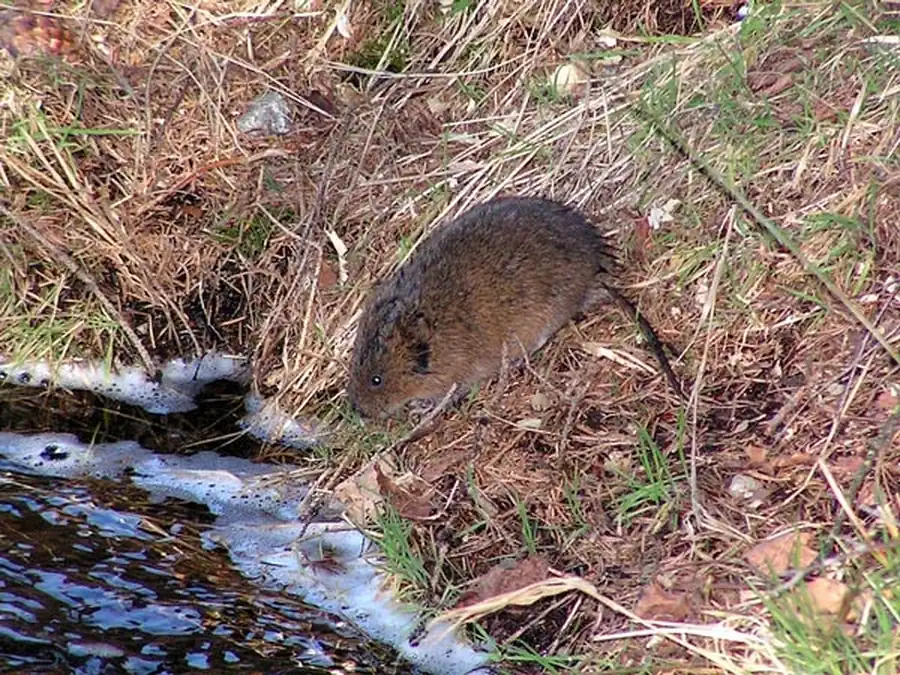 Ландшафтная экология водяной крысы Ландшафтная экология водяной крысы