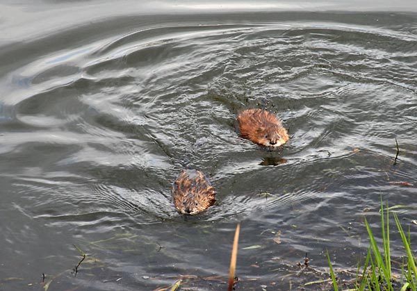 Основные типы местных обитаний водяной крысы