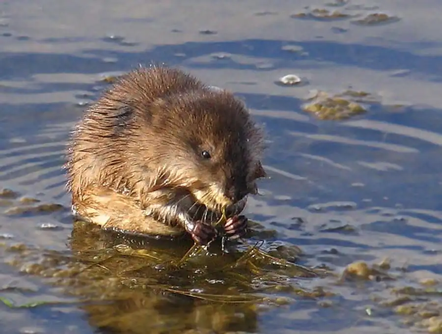 Основные поселения водяной крысы Основные поселения водяной крысы