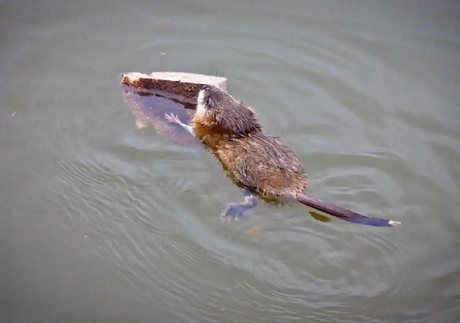 Ареал болотной популяции водяной крысы Ареал болотной популяции водяной крысы