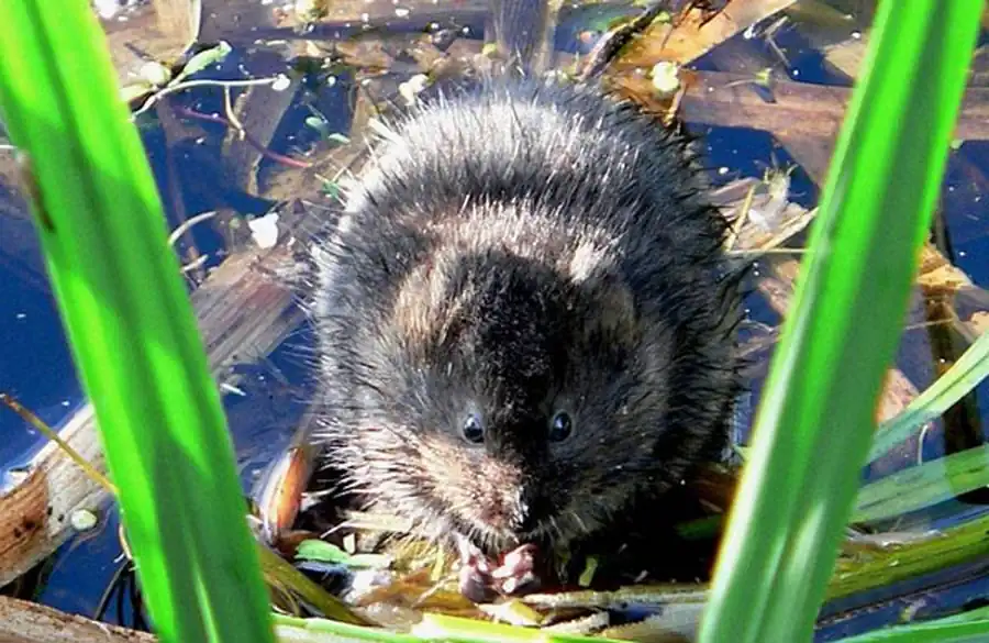 Массовое размножение водяной крысы Массовое размножение водяной крысы
