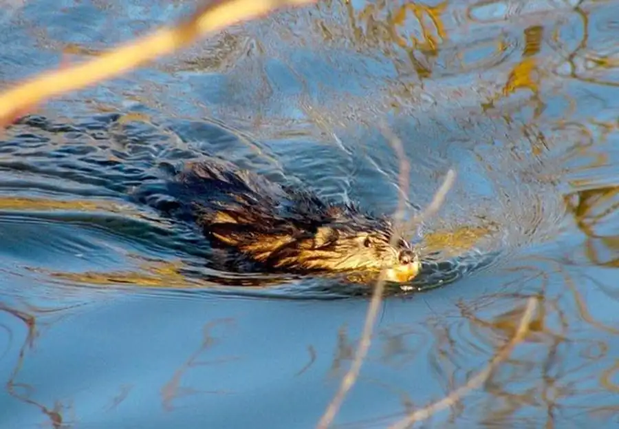 Очаги луго-полевых вспышек водяной крысы Очаги луго-полевых вспышек водяной крысы