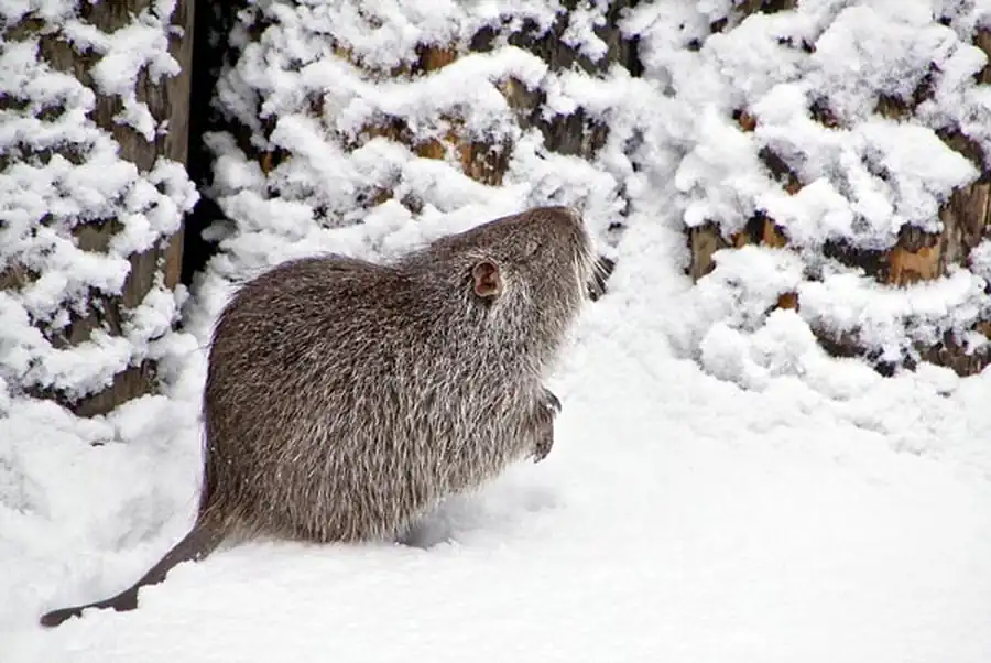 Численность водяной крысы достигает исключительно высокого уровня Численность водяной крысы достигает исключительно высокого уровня