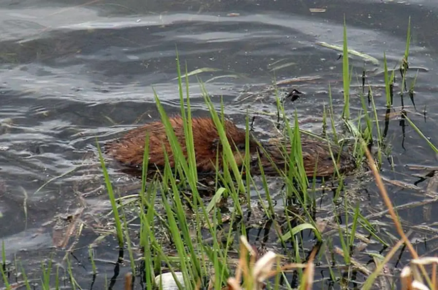 Территории очагов массового размножения водяной крысы Территории очагов массового размножения водяной крысы