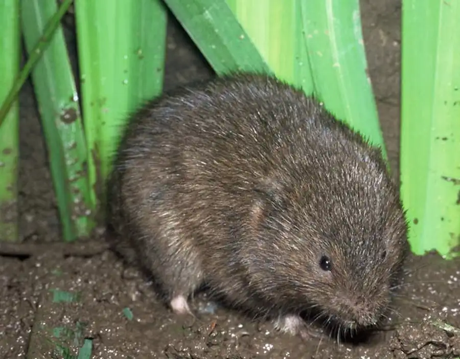 Чановско-Карасукские озерные очаги водяной крысы Чановско-Карасукские озерные очаги водяной крысы