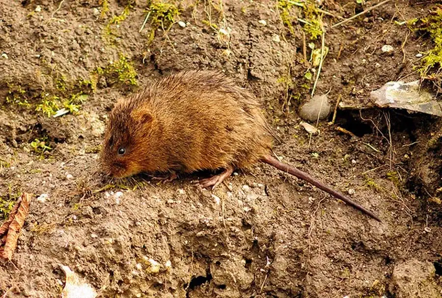 Территория распространения озерной популяции водяной крысы Территория распространения озерной популяции водяной крысы