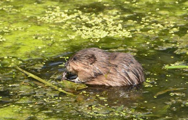 Карасукский степной озерный очаг водяной крысы