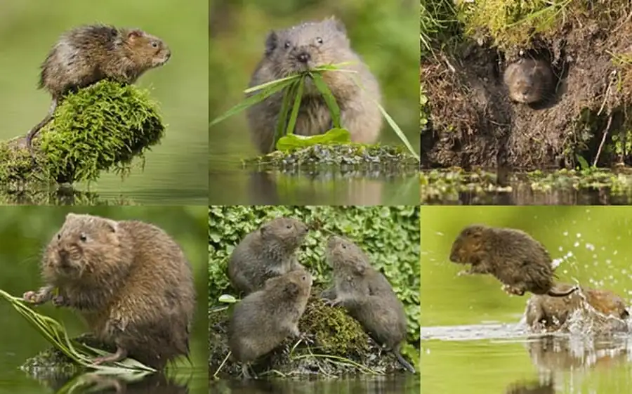 Обские пойменно-речные очаги водяной крысы Обские пойменно-речные очаги водяной крысы