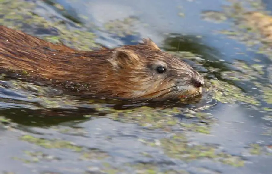 Исконные места обитания водяной крысы Исконные места обитания водяной крысы