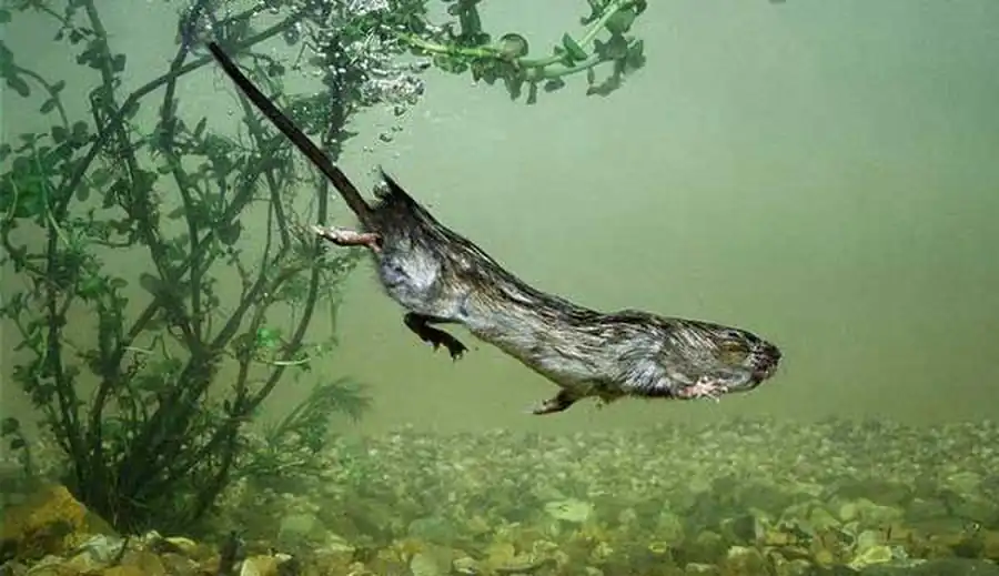 Долинно-ручьевые очаги водяной крысы в лесостепных и таежных предгорьях Салаира Долинно-ручьевые очаги водяной крысы в лесостепных и таежных предгорьях Салаира