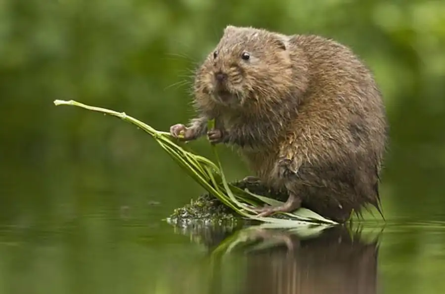 Основные ландшафтные группировки водяной крысы Основные ландшафтные группировки водяной крысы