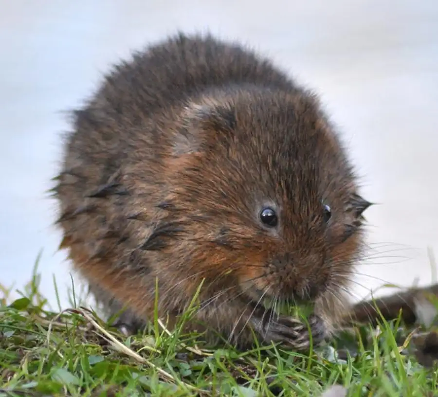 Литература о водяной крысе Литература о водяной крысе