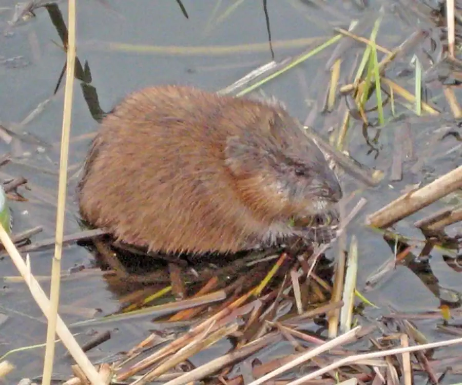 Распространение ондатры в Новосибирской области Распространение ондатры в Новосибирской области