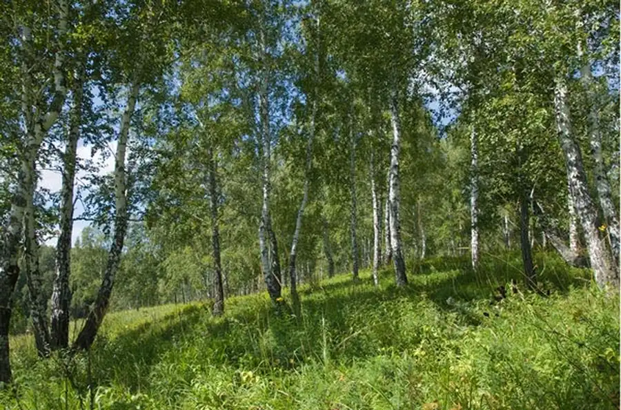 Эпизоотологическое и эпидемиологическое значение ондатры