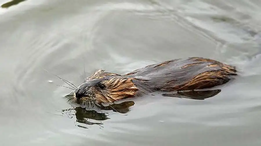 Группа Тенисских озер представляет особый интерес для ондатроводства Группа Тенисских озер представляет особый интерес для ондатроводства