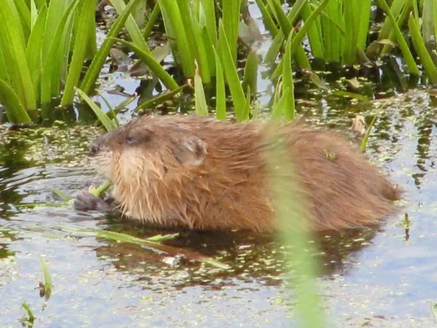 Организация учета поголовья ондатры Организация учета поголовья ондатры