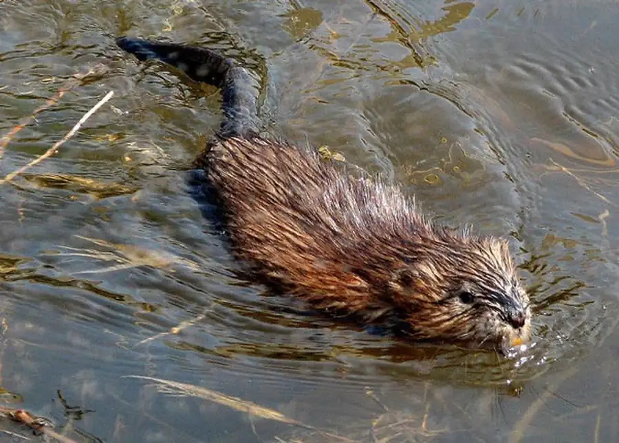 Основные ондатровые угодья Основные ондатровые угодья