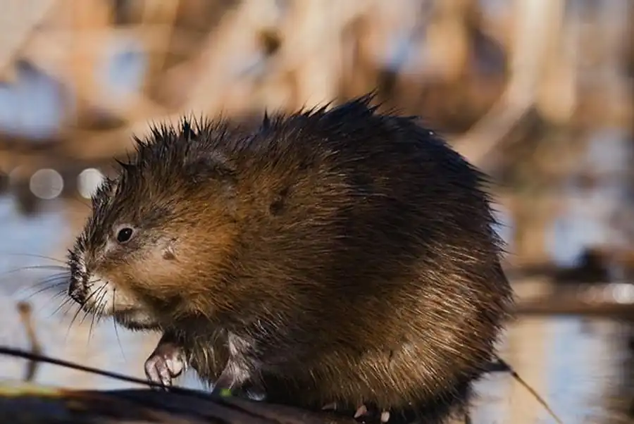 Условия для обитания ондатры Условия для обитания ондатры