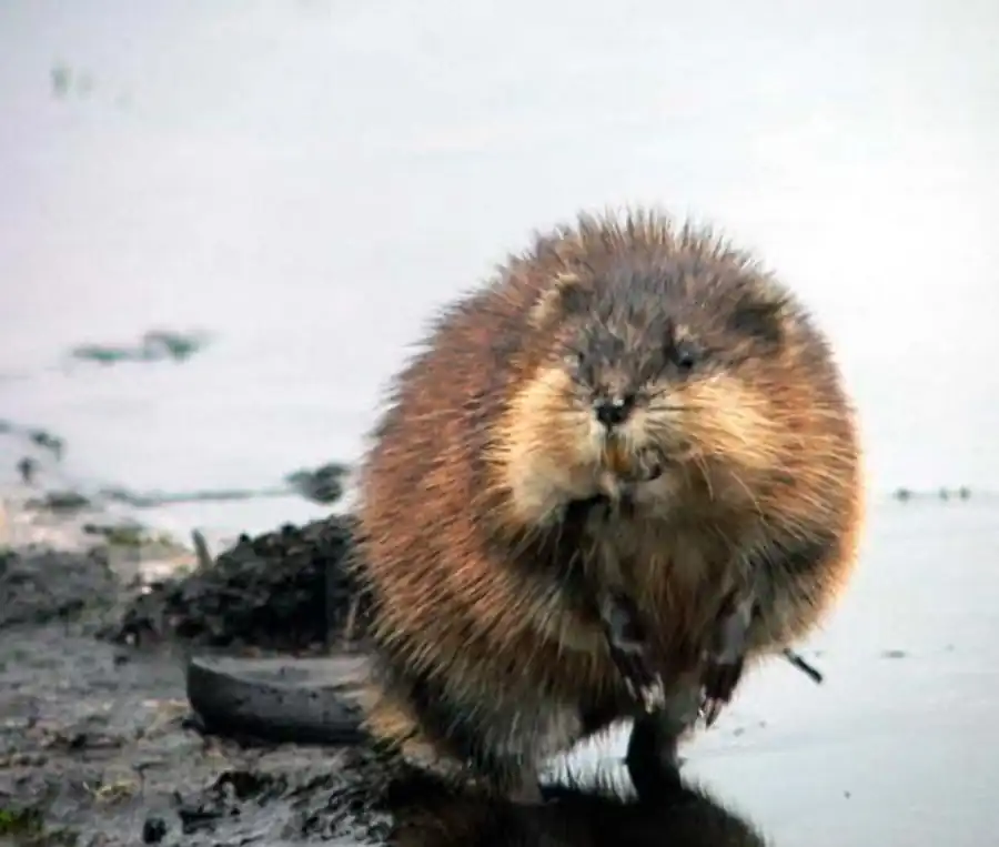 Естественное расселения ондатры Естественное расселения ондатры