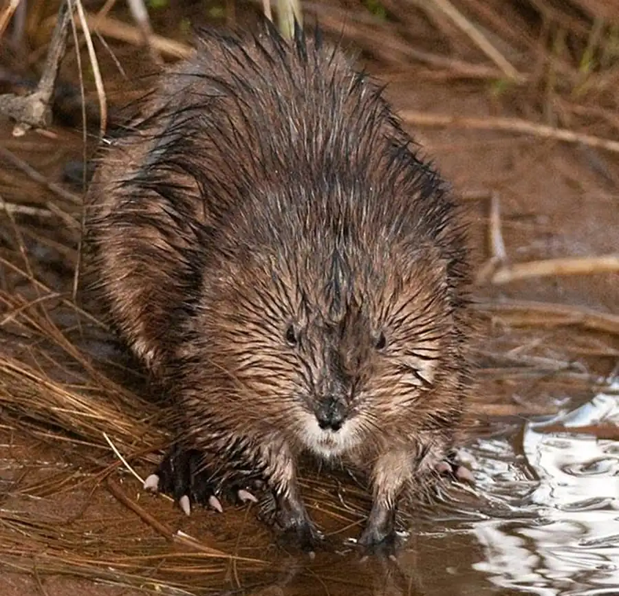 Развитие ондатроводства лимитируется низким уровнем воды Развитие ондатроводства лимитируется низким уровнем воды