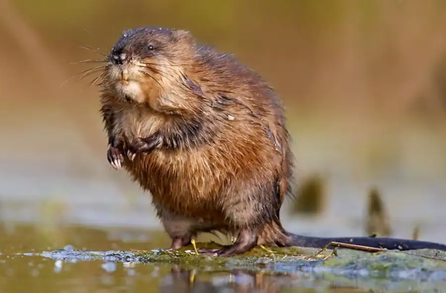 Водоемы, пригодные для разведения ондатры Водоемы, пригодные для разведения ондатры