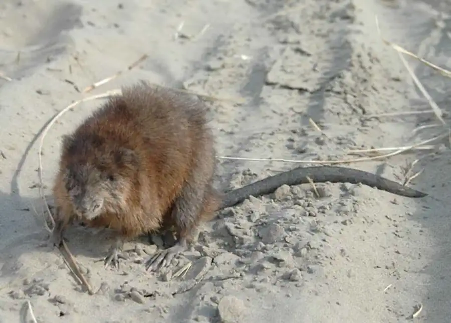 Пригодность рек для акклиматизации ондатры Пригодность рек для акклиматизации ондатры