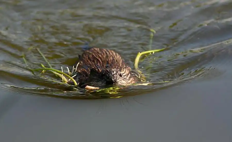 Районирование ондатроводства Районирование ондатроводства